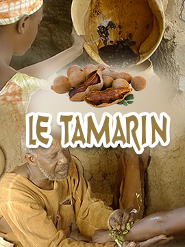 Le Tamarin